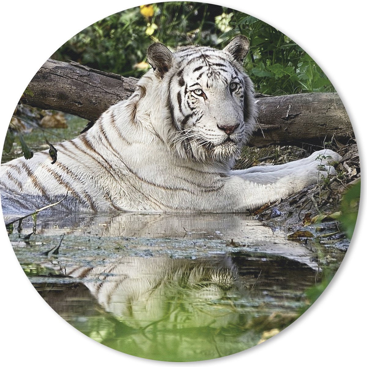 Muismat rond 50x50 cm - Mousepad Witte tijger in het water - Ronde muismatten