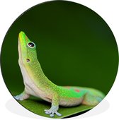 Gecko vert levant les yeux. Cercle mural en aluminium