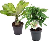Combi Monstera ‘Monkey Leaf’ en Brighamia 'Hawaii Palm' ↨ 35cm - 2 stuks - hoge kwaliteit planten