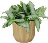 Murdannia loroformus ‘Bright Star’ in ELHO ® Vibes Fold Rond (botergeel) ↨ 20cm - hoge kwaliteit planten