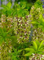 12x Kuiflelie 'Eucomis bicolor'  - BULBi® bloembollen en planten met bloeigarantie