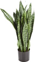 Sansevieria - kunstplant