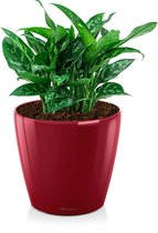 Aglaonema Maria in watergevende Classico rood | Chinese Evergreen