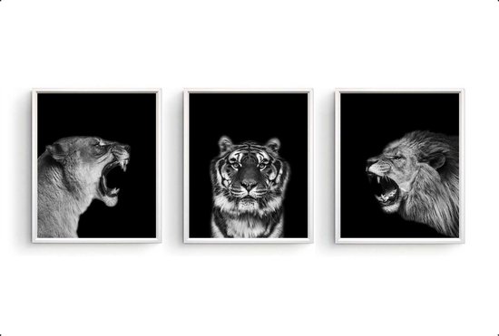 Poster Set 3 Safari Leeuw Tijger Leeuwin Brul  -  zwart / wit -  50x40cm - Safari Jungle Dieren - Muurdecoratie