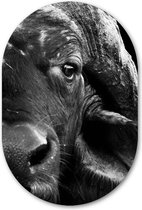 Wandovaal Half Buffalo - WallCatcher | Geborsteld Aluminium 80x120 cm | Ovalen schilderij | Muurovaal helft van waterbuffel