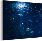 Wanddecoratie Metaal - Aluminium Schilderij Industrieel - Vissen in een aquarium in Noorwegen - 40x30 cm - Dibond - Foto op aluminium - Industriële muurdecoratie - Voor de woonkamer/slaapkamer