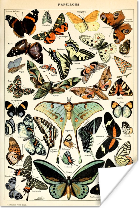 Affiche Papillon - Animaux - Insectes - 20x30 cm