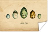 Affiche Oeufs - Animaux - Design - 60x40 cm