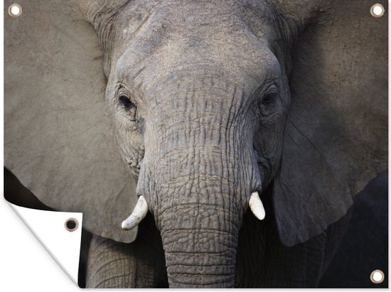 Tuinschilderij Close-up van een olifant - 80x60 cm - Tuinposter - Tuindoek - Buitenposter