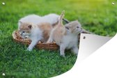 Tuinposters buiten Een close-up van kittens in een mand - 90x60 cm - Tuindoek - Buitenposter