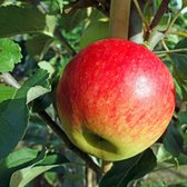 Oude appelboom - Malus Elstar | Laagstam +/- 15 jaar