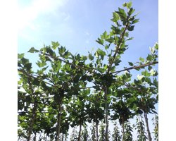 Dakplataan - Platanus hispanica | Vierkant dak | omtrek: 10-14 cm | Hoogte: 250 cm