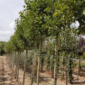 Sierpeer - Pyrus calleryana Chanticleer | Omtrek: 6-10 cm | Hoogte: 250 cm