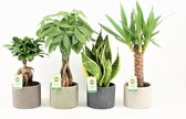 Kamerplanten van Botanicly – 4 × Amazone Mix – Hoogte: 30 cm