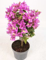 Bloem van Botanicly – Bougainville – Hoogte: 30 cm – Bougainvillea glabra Alexandra