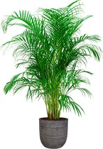 Areca Lutescens in Nature Rib Egg Planter antraciet | Goudpalm