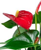 Anthurium rood in vaas small | Flamingoplant