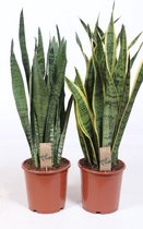Kamerplanten van Botanicly – 2 × Vrouwentongen – Hoogte: 80 cm – Sansevieria Laurentii