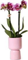 Kolibri Orchids | spotty roze Phalaenopsis orchidee - El Salvador + Trophy sierpot roze - potmaat Ø9cm - 45cm hoog | bloeiende kamerplant in bloempot - vers van de kweker