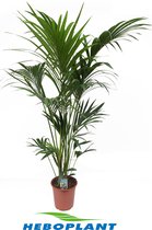 Kamerplant van Botanicly – Kentiapalm – Hoogte: 135 cm – Howea Forsteriana