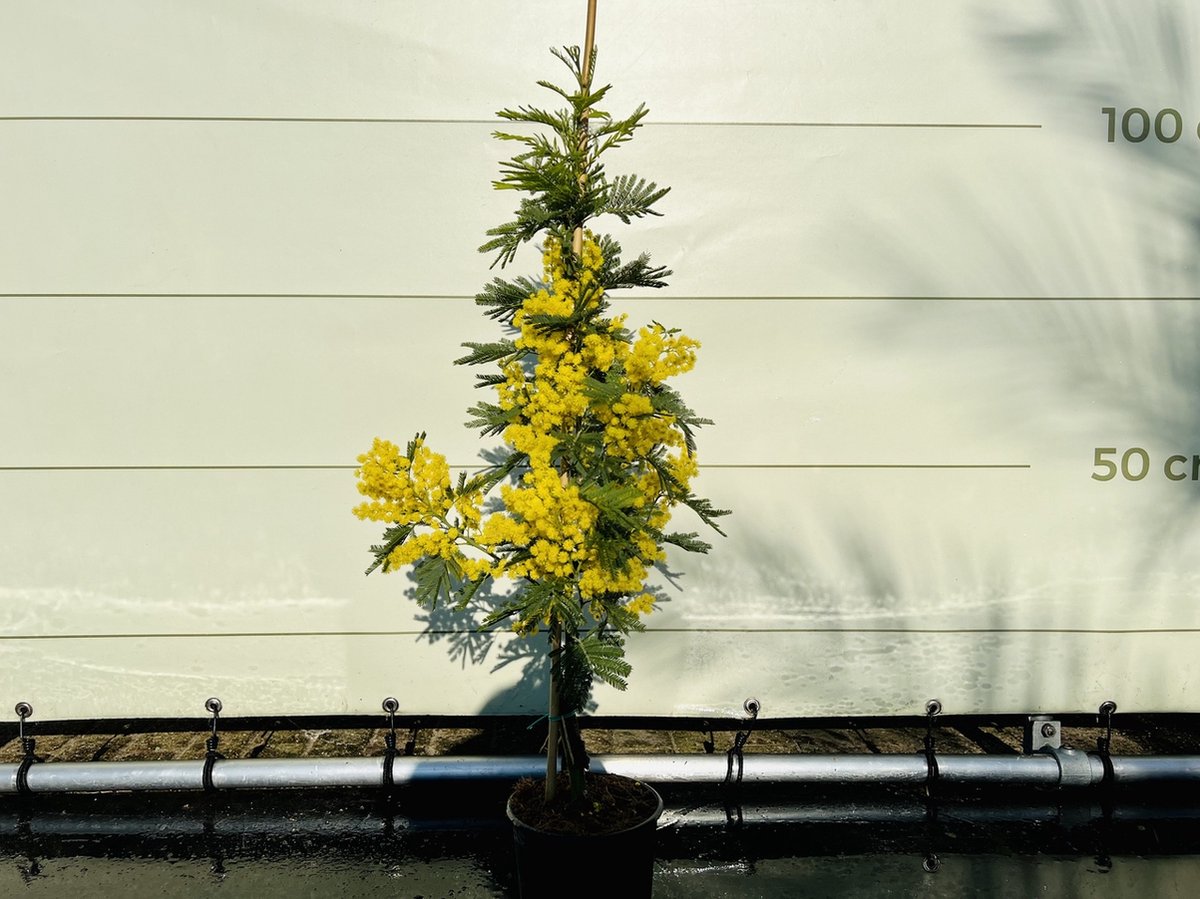 Mimosa - Acacia Dealbata - hoogte 140 cm