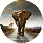 Behangcirkel Olifant Op De Weg | ⌀ 100 cm | Zelfklevend | Wanddecoratie | Ronde Muursticker | Muurcirkel Binnen