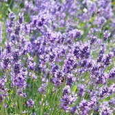 2x Lavandula angustifolia "Hidcote" | Echte Lavendel | Lavendelplant Winterhard | Hoogte 25-35cm | Pot Ø 12,5cm