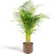XXL Areca Palm met metalen pot bruin - Goudpalm, Dypsis Lutescens - 140cm hoog, ø24cm - Grote Kamerplant - Tropische palm - Luchtzuiverend - Vers van de kwekerij