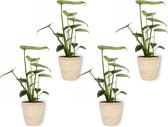 4x Kamerplant Monstera Deliciosa Tauerii – Gatenplant - ± 35cm hoog – 12 cm diameter  - in bamboe pot