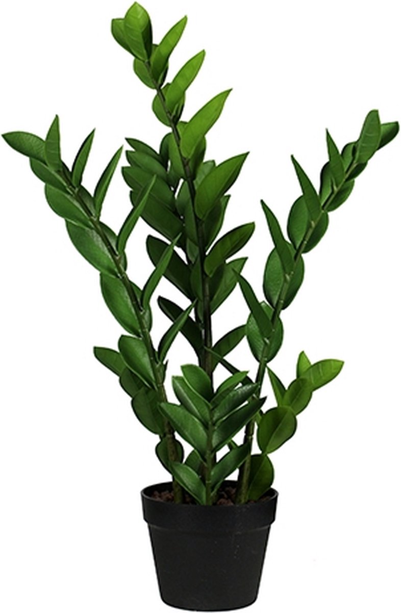 Buitengewoon Boet Buitengewoon de boet - Zamioculcas 65 cm groen