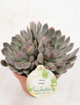 Cactussen van Botanicly – 2 × Echeveria – Hoogte: 25 cm