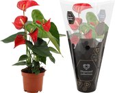 Bloemen van Botanicly – 3 × Flamingoplant – Hoogte: 30 cm – Anthurium