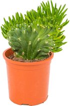 Cactussen van Botanicly – 2 × Schijfcactus – Hoogte: 25 cm – Opuntia Subulata