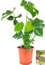 Pokon Powerplanten Monstera 70 cm ↕ - Kamerplanten - Planten voor Binnen - Gatenplant - met Plantenvoeding / Vochtmeter