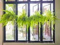 Veel groene hangplanten met lange bladeren in een open raam.