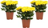 Bloemen van Botanicly – 3 × Chrysanthemum Chrysanne Grandezza – Hoogte: 25 cm