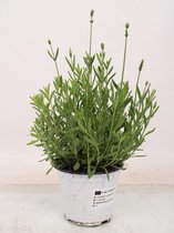 Kruid van Botanicly – Lavendel – Hoogte: 30 cm – Lavandula angustifolia