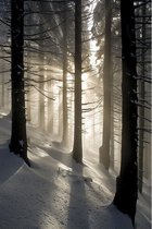 Plexiglas Schilderij Winter Forest