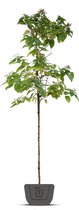 Pindakaasboom | Clerodendrum Trichotomum | Stamomtrek: 6-8 cm