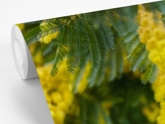 Papier peint photo en vinyle - Fleurs de mimosa jaune largeur 450 cm x hauteur 300 cm - Tirage photo sur papier peint (disponible en 7 tailles)