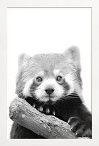 JUNIQE - Poster in houten lijst Red Panda -40x60 /Wit & Zwart