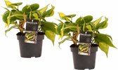 Duo Philodendron Brazil ↨ 15cm - 2 stuks - hoge kwaliteit planten