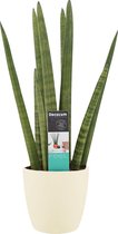 Sansevieria Cylindrica met Elho brussels soap ↨ 60cm - hoge kwaliteit planten