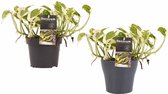 Duo Scindapsus N'joy met potten Anna Grey ↨ 15cm - 2 stuks - hoge kwaliteit planten