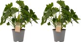 Duo Philodendron Shangri La ↨ 35cm - 2 stuks - hoge kwaliteit planten