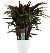 Calathea Elgergrass met Elho brussels white ↨ 50cm - hoge kwaliteit planten