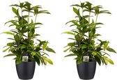 Duo 2x Dracaena Surculosa met Elho brussels living black ↨ 55cm - 2 stuks - hoge kwaliteit planten
