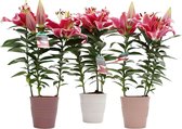 Decorum Trio lelie 'Starlight Express' (Roze) in keramiek ↨ 40cm - 3 stuks - planten - binnenplanten - buitenplanten - tuinplanten - potplanten - hangplanten - plantenbak - bomen - plantenspu