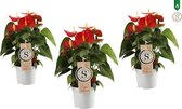 Trio Anthurium Red Champion ↨ 30cm - 3 stuks - hoge kwaliteit planten