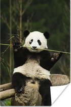Panda eet bamboe 20x30 cm - klein - Foto print op Poster (wanddecoratie woonkamer / slaapkamer)
